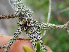 Hypogymnia hultenii