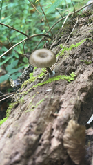 Arrhenia epichysium