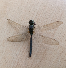 Rhionaeschna marchali