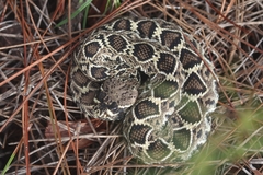 Crotalus adamanteus
