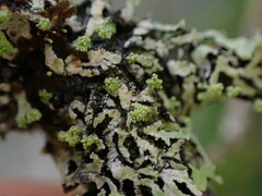 Hypogymnia hultenii