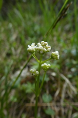 Valeriana saxatilis