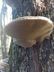 Fomitopsis ochracea