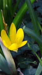 Sternbergia lutea