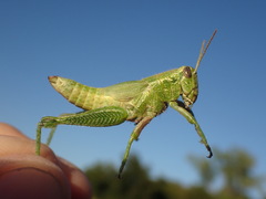 Campylacantha olivacea