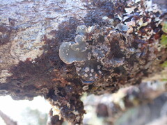 Lobarina scrobiculata