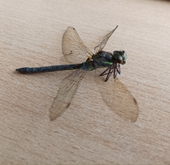 Rhionaeschna marchali