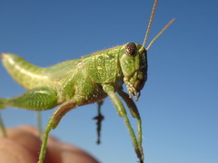 Campylacantha olivacea