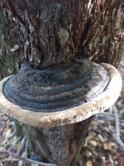 Fomitopsis ochracea