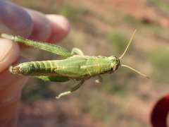 Campylacantha olivacea