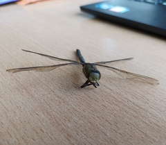 Rhionaeschna marchali