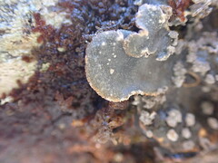 Lobarina scrobiculata