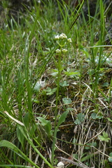 Valeriana saxatilis
