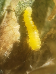 Phyllonorycter emberizaepenella