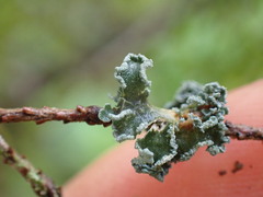 Erioderma sorediatum