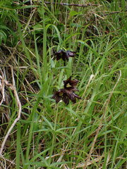 Fritillaria camschatcensis
