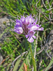 Neotinea tridentata