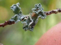 Erioderma sorediatum