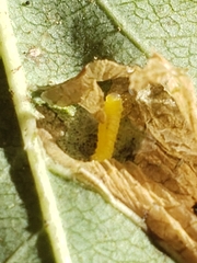 Phyllonorycter emberizaepenella