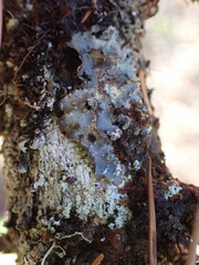 Lobarina scrobiculata