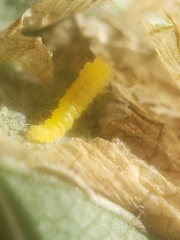 Phyllonorycter emberizaepenella
