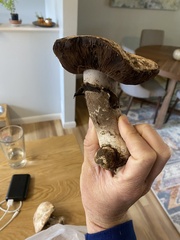 Agaricus bernardii