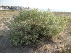 Marrubium peregrinum