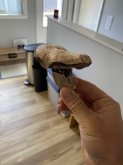 Agaricus bernardii