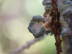 Erioderma sorediatum