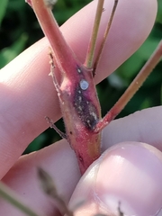 Mompha rufocristatella