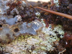 Lobarina scrobiculata