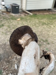 Agaricus bernardii