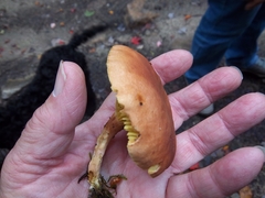 Phylloporus leucomycelinus