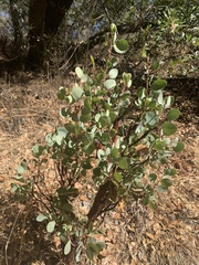 Arctostaphylos viscida mariposa