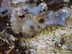 Lobarina scrobiculata