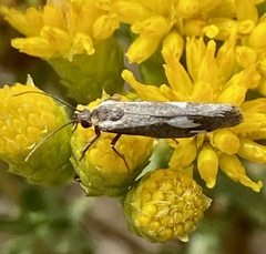 Cisthene liberomacula