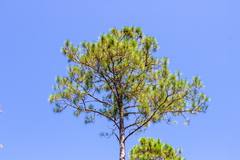 Pinus elliottii
