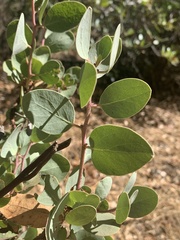 Arctostaphylos viscida mariposa