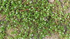 Stellaria neglecta