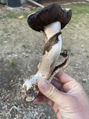 Agaricus bernardii