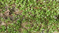 Stellaria neglecta