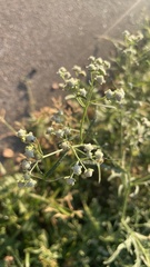Parthenium hysterophorus