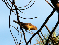 Setophaga pinus