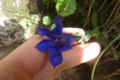Gentiana clusii