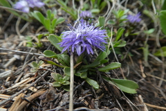 Globularia cordifolia