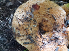 Lactarius psammicola