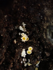 Lachnellula