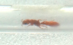 Pseudomyrmex