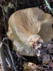 Lactarius psammicola