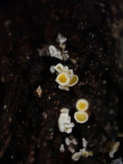 Lachnellula